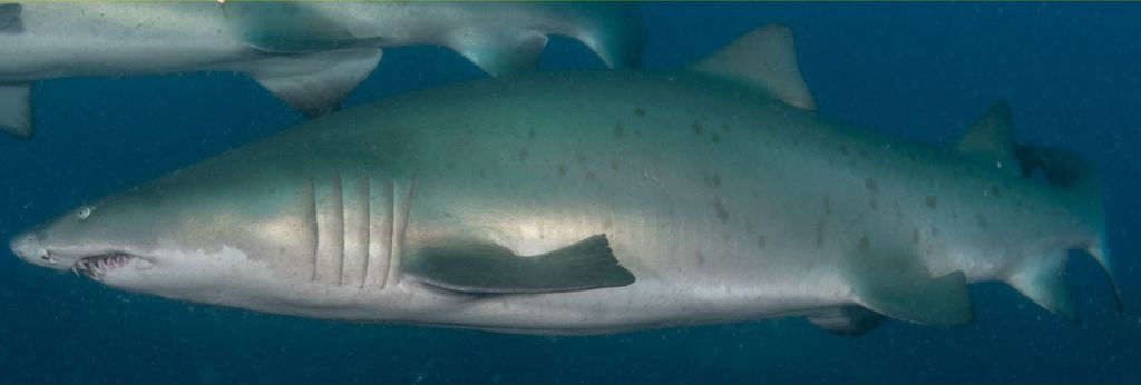 f4197a2a-7951-4cb6-957a-524ca7de666d