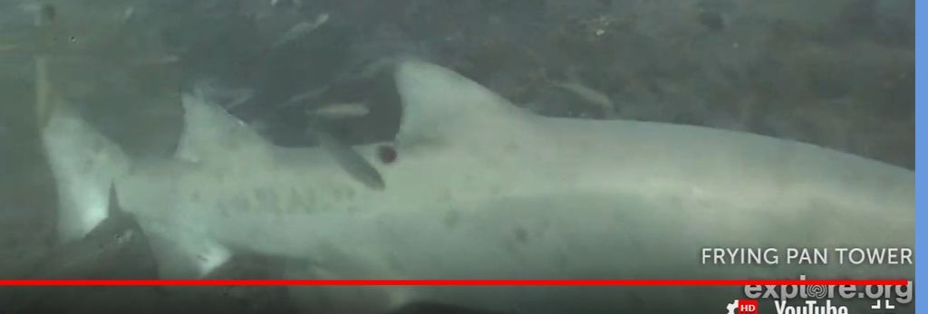 85f64c61-374c-4434-b5c0-ff8139ba338b