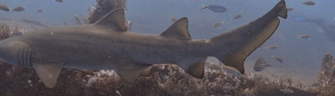 8ea84b81-6bb4-46e5-a8f2-f2e4e1ff2005