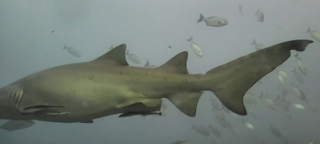 41e5bde0-9397-4a94-8987-cf35594c4d4f