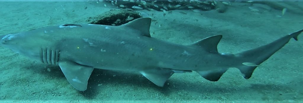 c9ce7192-ed80-4c40-85c2-56063ae39cdd