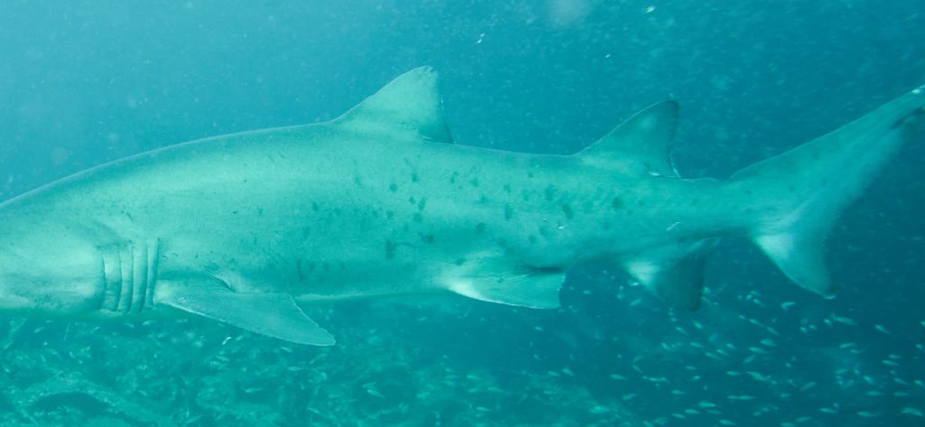 17fe835d-5457-41e0-8817-08099ea50add