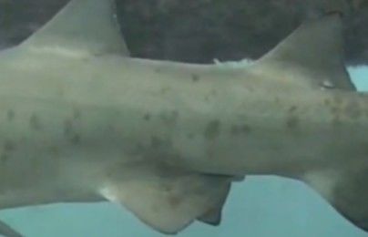 bcaf3f33-8db9-4c27-9a0f-03c01f669aad