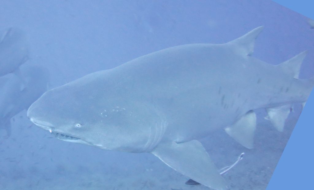 2e9a85db-3b10-4a36-b434-a2034b7db4ef