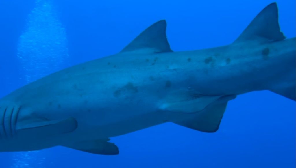 32f0cf74-bfb7-43c6-a035-1df561880206