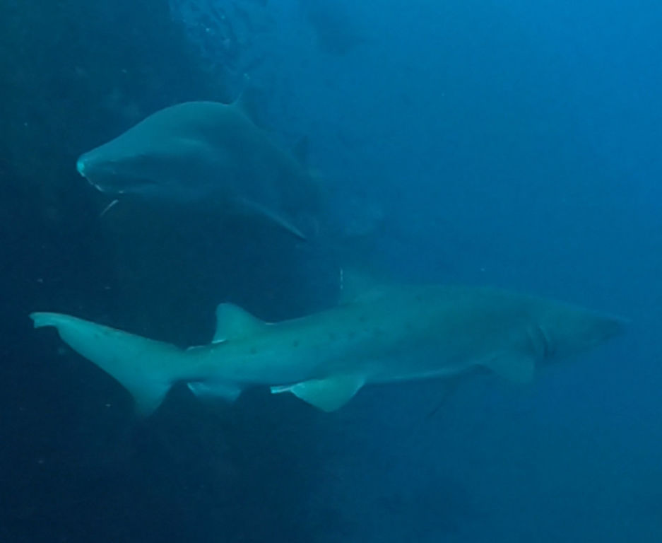 23f0d7af-53d2-4c37-bbfa-cd0a98f5dd93