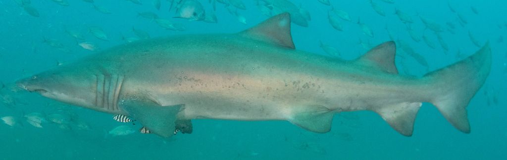 ab3b4a85-b0e5-46c6-92de-103d5ebb3ff0