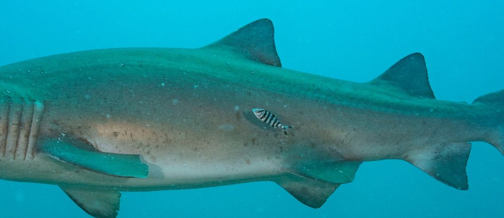 dbfff96e-c696-4123-83e2-033093e6a813