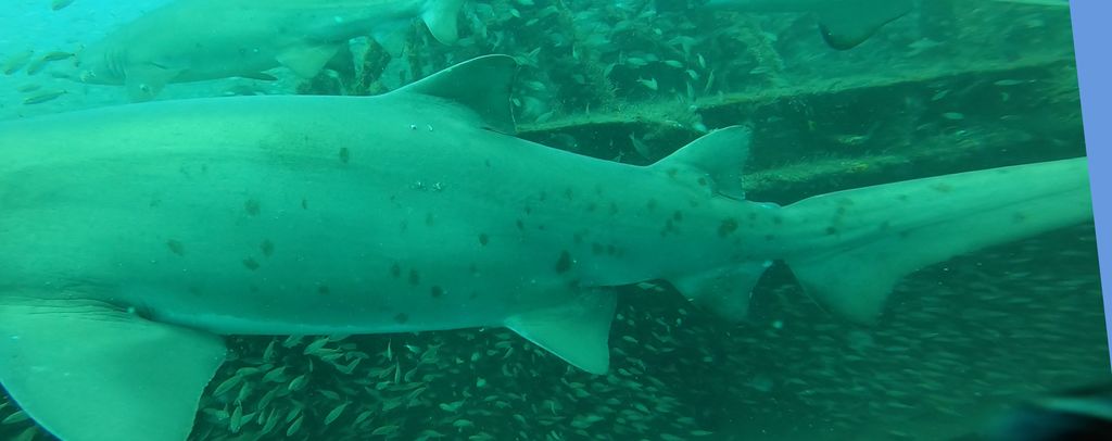 66ad228d-6ee0-4428-8990-fef71edf7d25