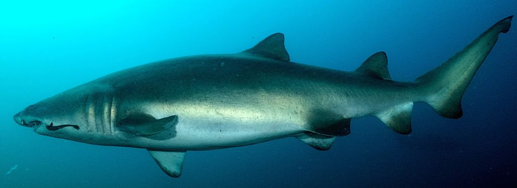 c8bda81d-d42f-42ea-9274-63e08a74581a