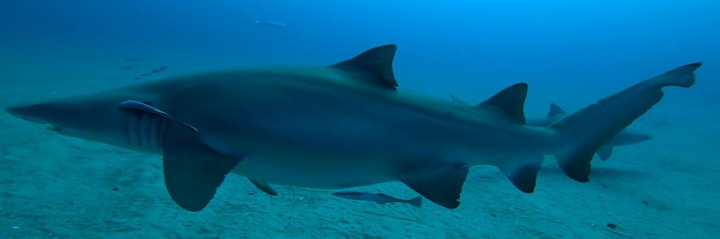 7457ea91-4928-4b16-87a6-e73ca5422417