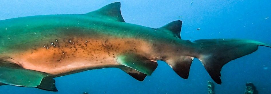 8e31bb33-7b9d-421a-a968-d5e128fe6433