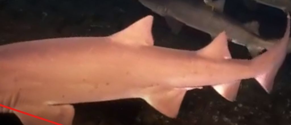 3126cecc-8c88-429d-b6d3-889cbdbb937a