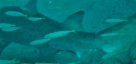 7e314f8e-0eb1-4883-beba-a5d484d808e2