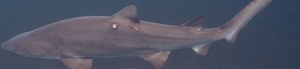 0a32c9e2-6fc4-4915-8613-4bcd22ca062f