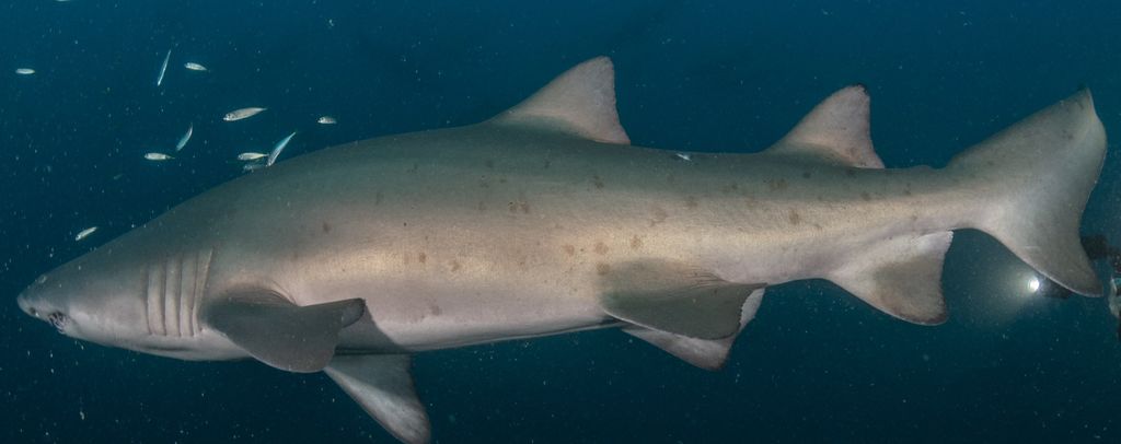 9596701a-fe85-46e7-8b37-8a5f48690779