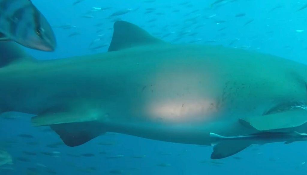 34f910d3-e552-4dba-8391-f35af8ae6aa6