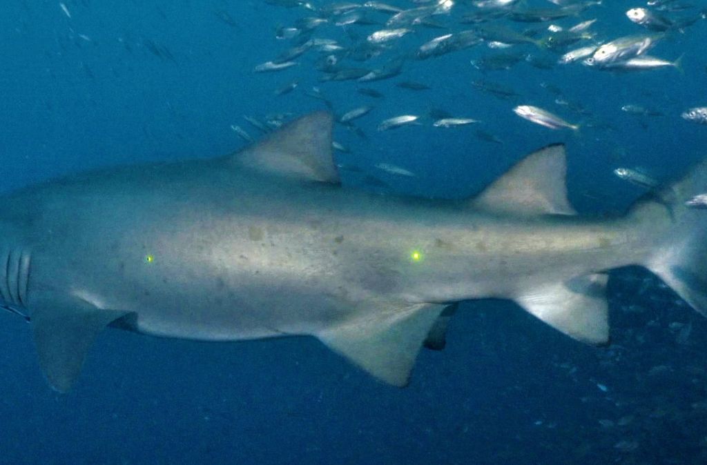 a7e9156b-dd85-44dd-a37b-5ac090d11ae8