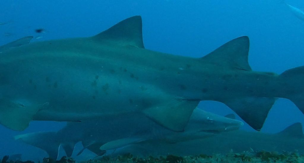 186b5b43-0c85-4f57-af4c-01109d56d6db