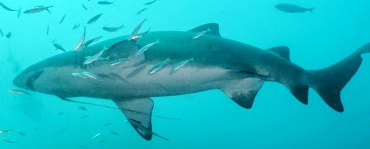 c31ab199-55b5-4fe8-82d1-f0679ff5e3ed