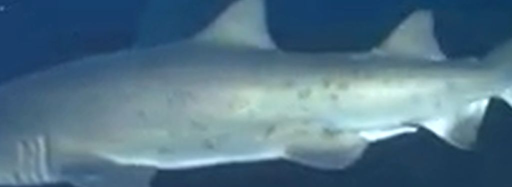 61a7cfc8-0055-4aba-b442-a436de43ad4a