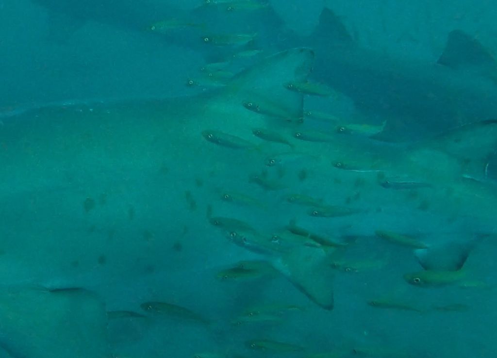 cafd1f81-8a57-4370-869b-8fd0cb1e0d21