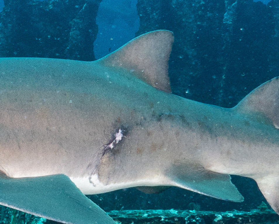 97011803-9411-4cb3-818c-701983722b73