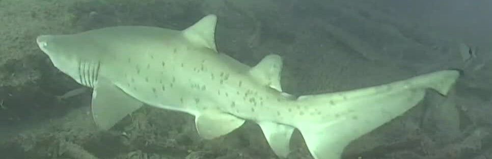 66c2c7d4-febc-4e83-87ae-da204c3aa0b9