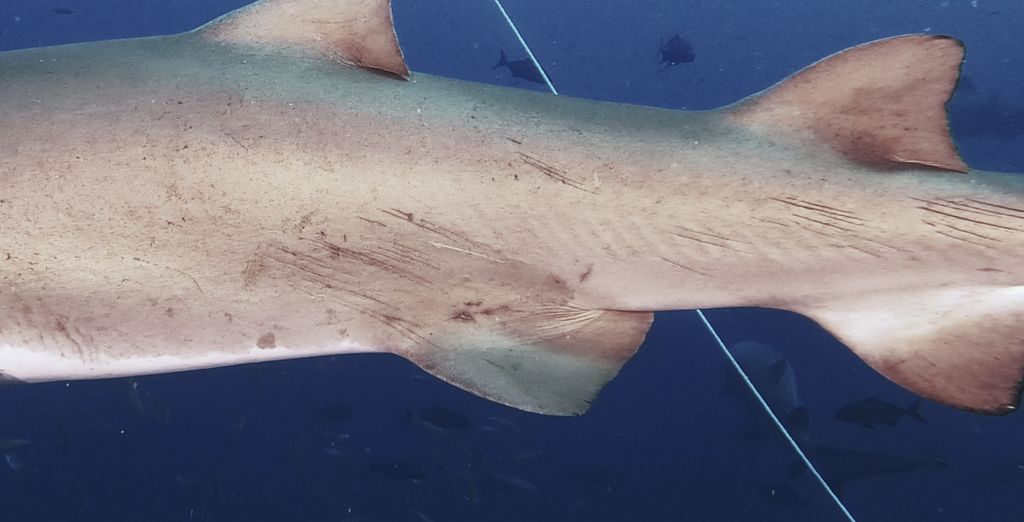 43a5bbda-8c17-4fb2-8012-33a1e0976a37