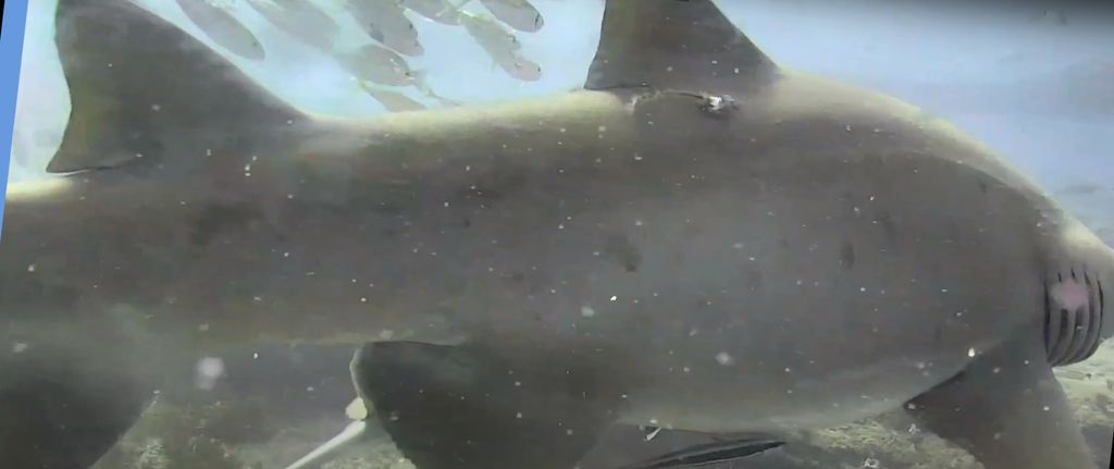 17b6f945-35a1-4025-a032-1b697a6f25e4