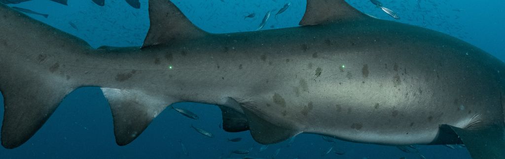 d6a4a3dc-4d09-46b6-afd5-24ae9d7c17e1