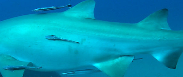 832bcc83-8951-4d9e-a70b-0fc5e8b8e1eb