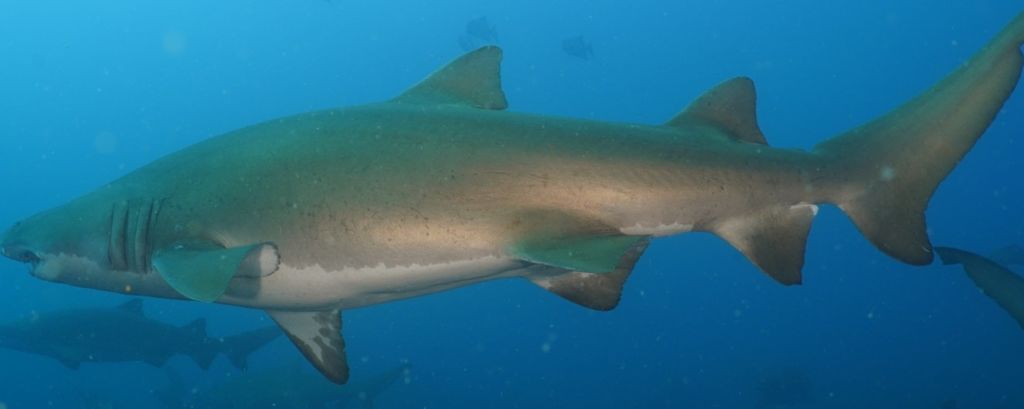 52896c45-c1fb-4075-812f-7a6ab2e0ff96