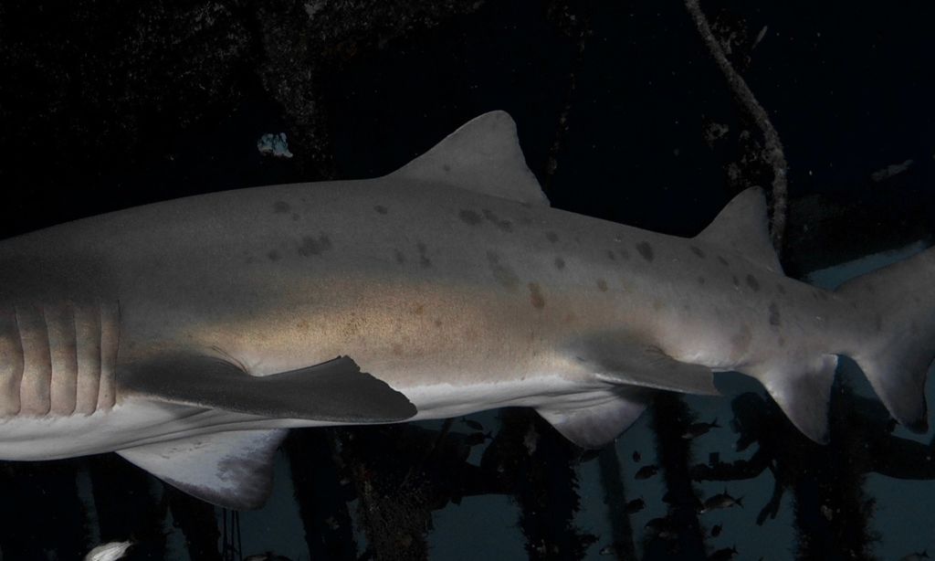 e0851279-5939-428e-86a2-0095d45ee87c