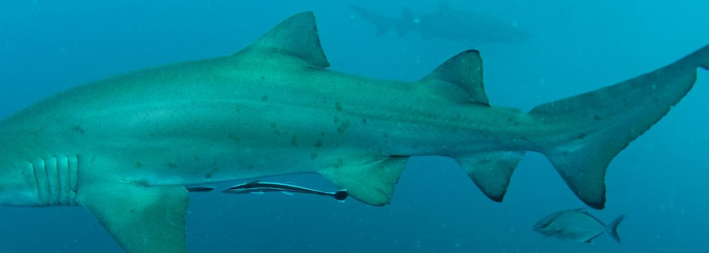 42dd8b6d-9918-4d84-a9c5-df428e5b017b