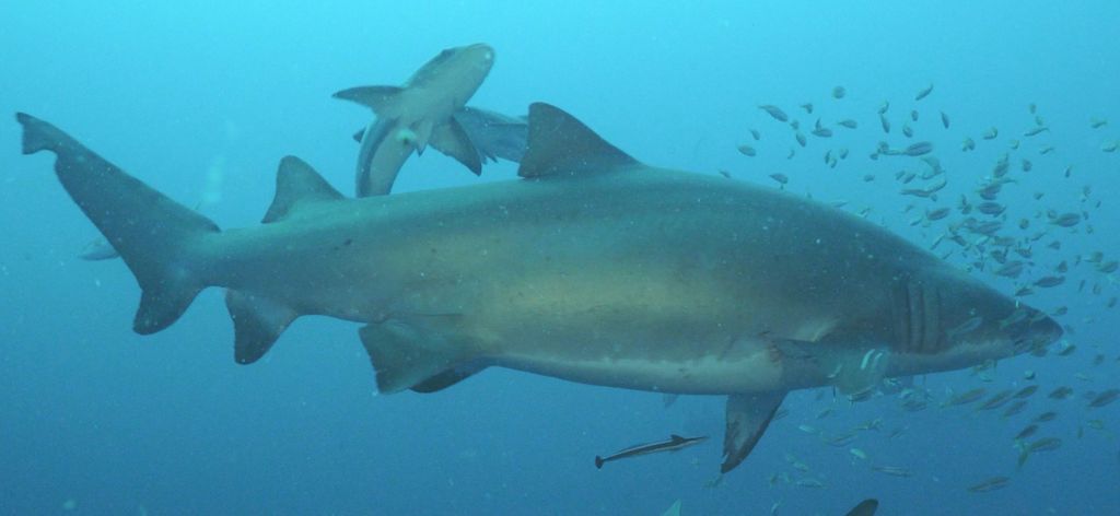 9485fa3f-798b-4994-9a20-c70b7a5c96e2