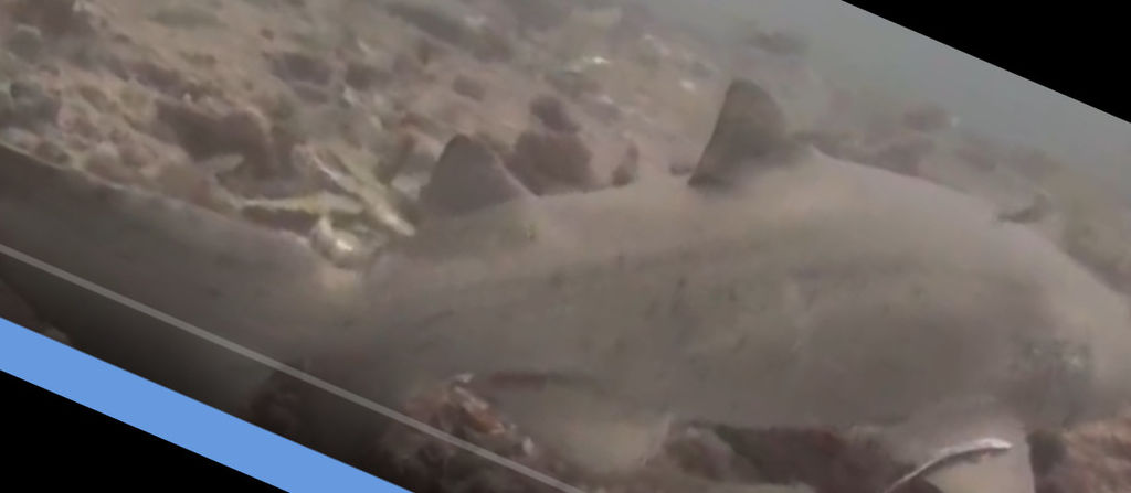 d620f4bb-0d3d-4b03-8d01-272ac5fc5e5a