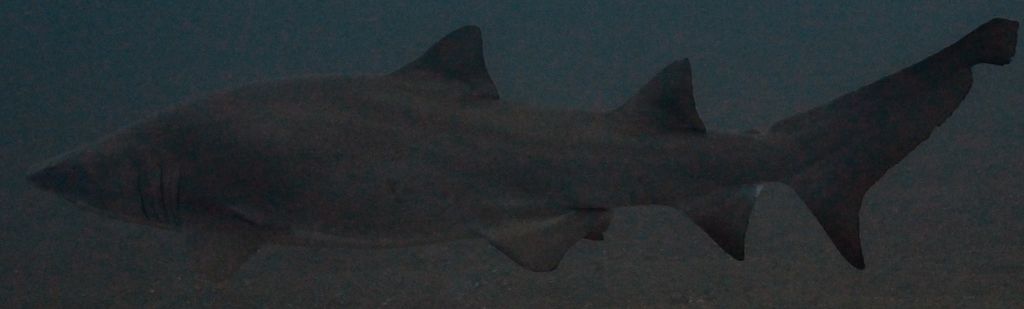 51dd2817-a81b-4036-95b6-d5e52d2da7ab