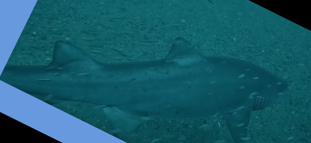 ca03650f-13c2-482f-ace4-24bcc7ec31fb