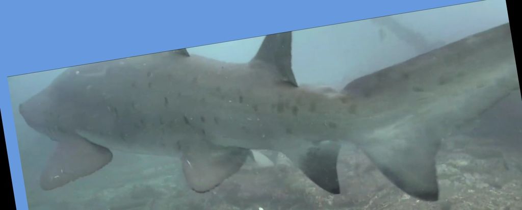 c3351d36-8037-461c-bb45-cb58840f527e