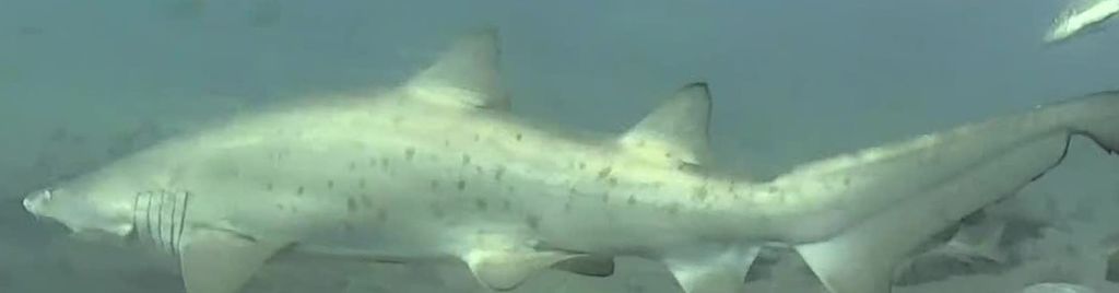 fece9838-ce4d-410c-97e6-b6f8e4af9de0