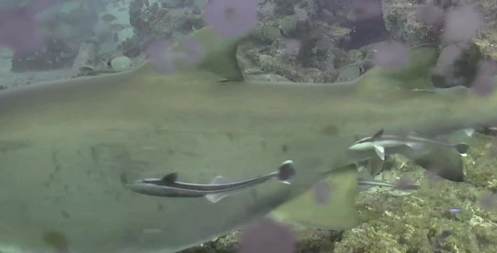 bfcf95e7-b967-409b-9fb1-147b79c988b8