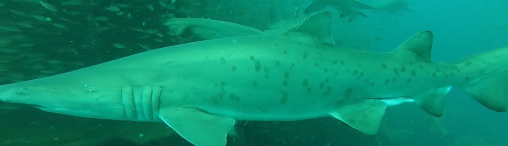 913df257-c25a-485a-8ab1-8132cee0ea78