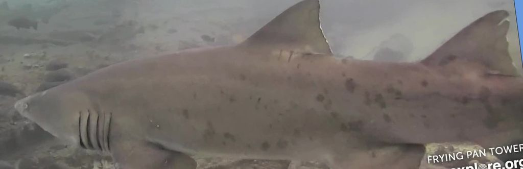 ac0eed1d-5bff-4718-9eeb-65f68cafa08a