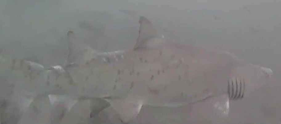 66c2c7d4-febc-4e83-87ae-da204c3aa0b9