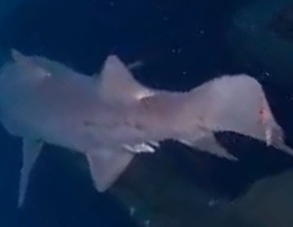 f81f96d9-0b5e-4f70-b6d1-8569ec569bcf