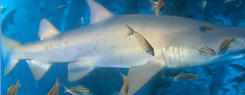 54fb0907-9ce7-4238-a9f4-b67361c6689a