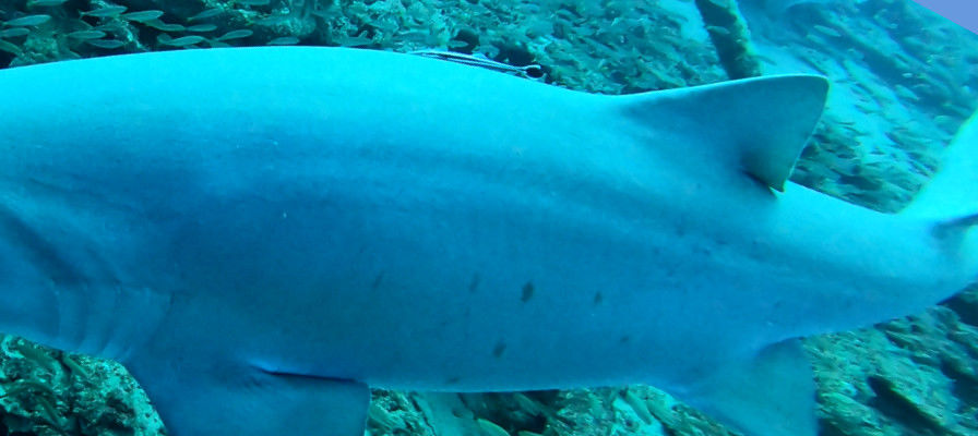 4f29653a-08d2-4b75-9675-bb48ff5c2da4