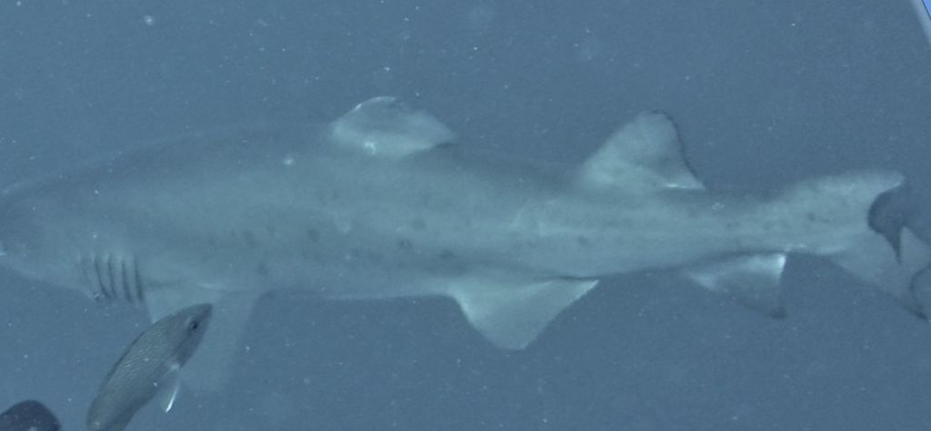 e8f54d4a-c89c-4c31-9085-35efcdfd0b6a