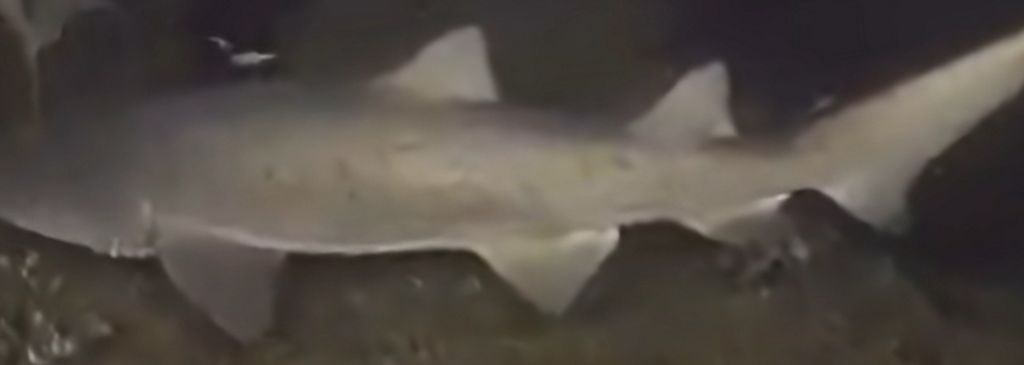 5ab567f4-a291-47a7-8fa3-bf00b26f678e